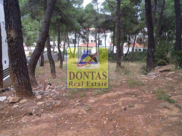 תמונת מגרש, דיוניסוס למכירה (0)