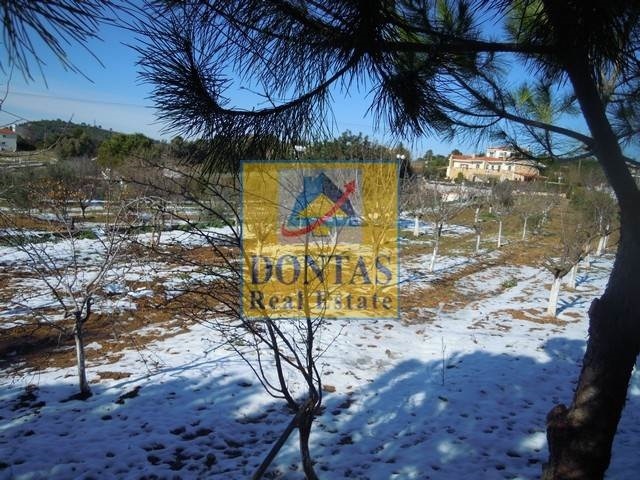 תמונת מגרש, אורופוס למכירה (0)