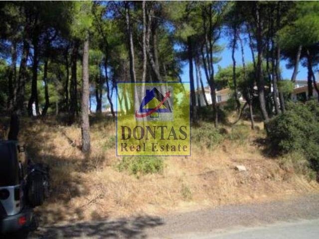 תמונת מגרש, דיוניסוס למכירה (0)