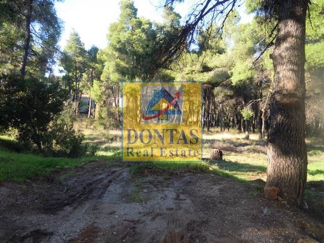 תמונת מגרש, דיוניסוס למכירה (0)